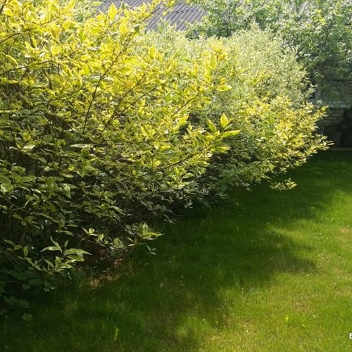 Cornus alba 'Gouchaultii' - Siberi kontpuu 'Gouchaultii' C2/2L